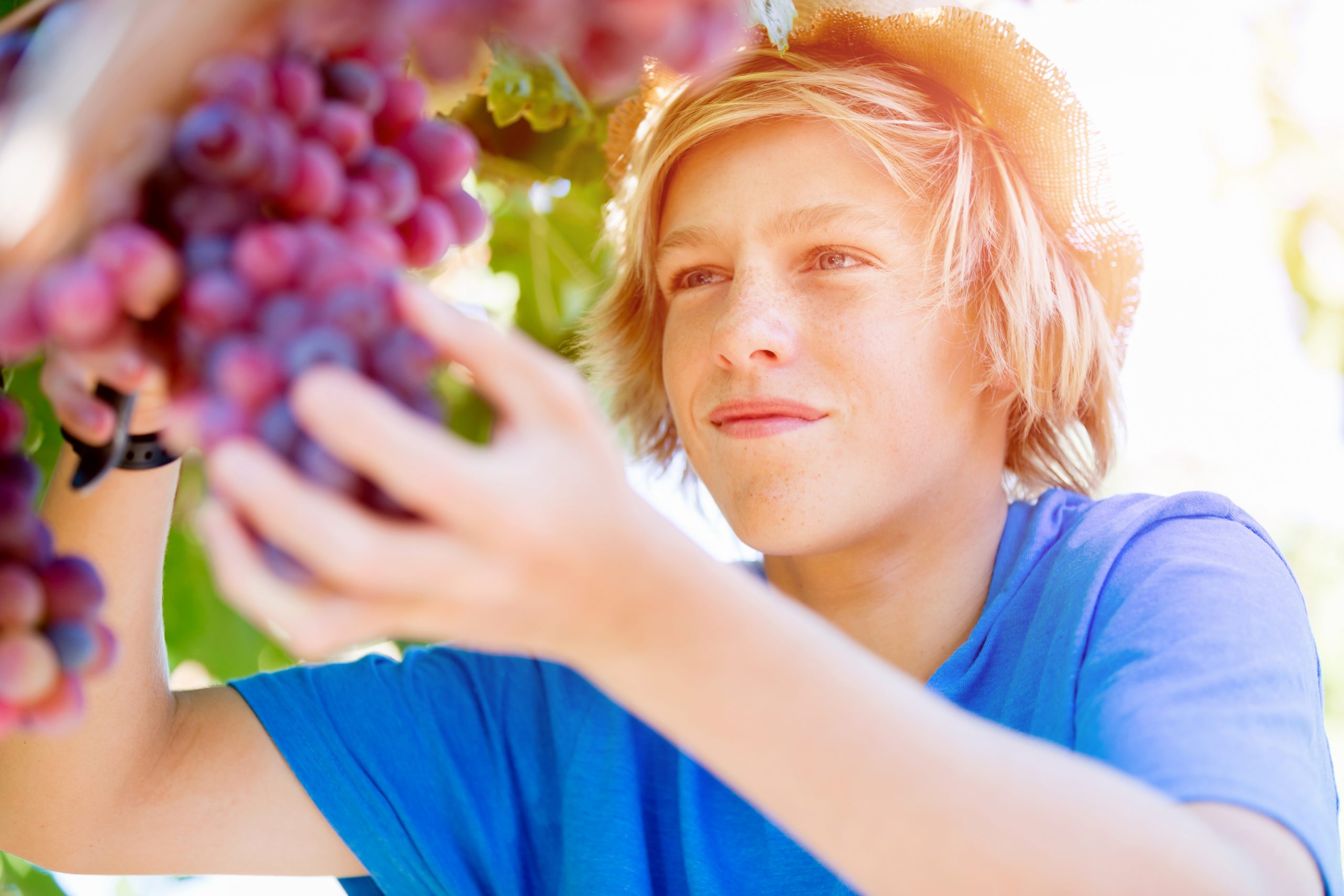 Boy picking grapes in vineyard